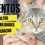 CHAMANAS DE BARRIO_PROGRAMA 2